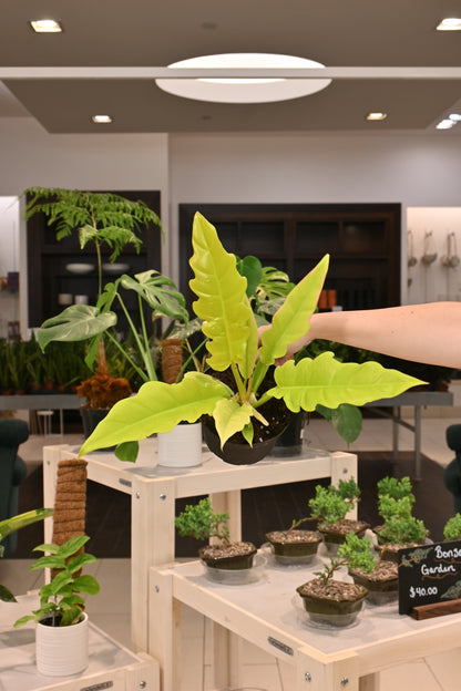 alligator philodendron Philodendron Golden Crocodile – Lost in the Forrest