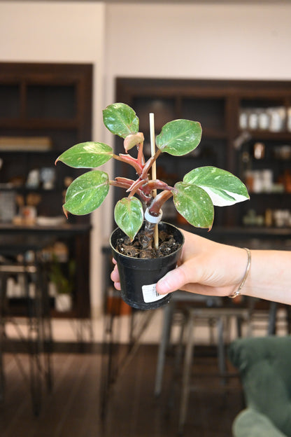 philodendron king Philodendron 'Marble King' White Knight – Lost in the Forrest