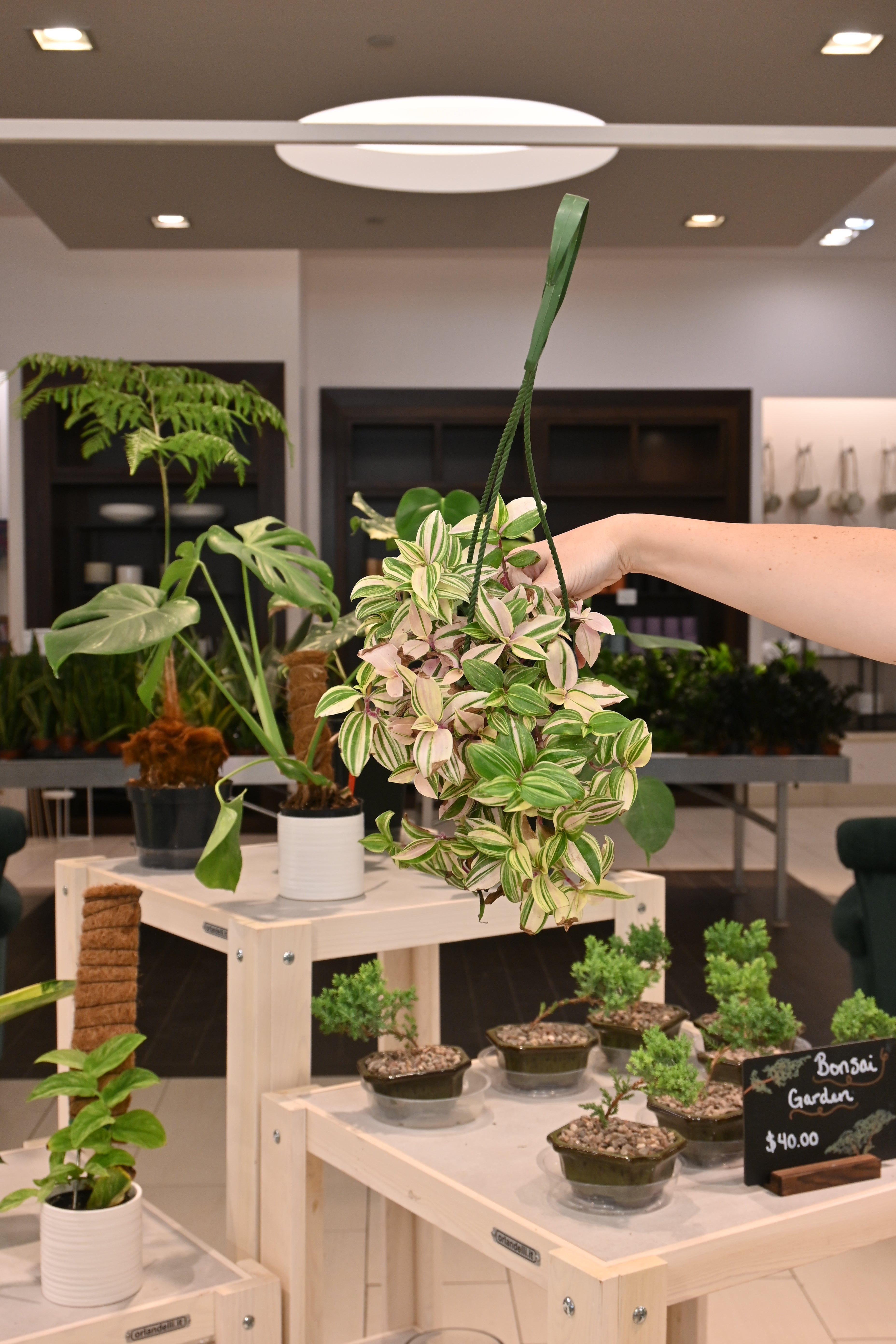 Tradescantia Tricolor