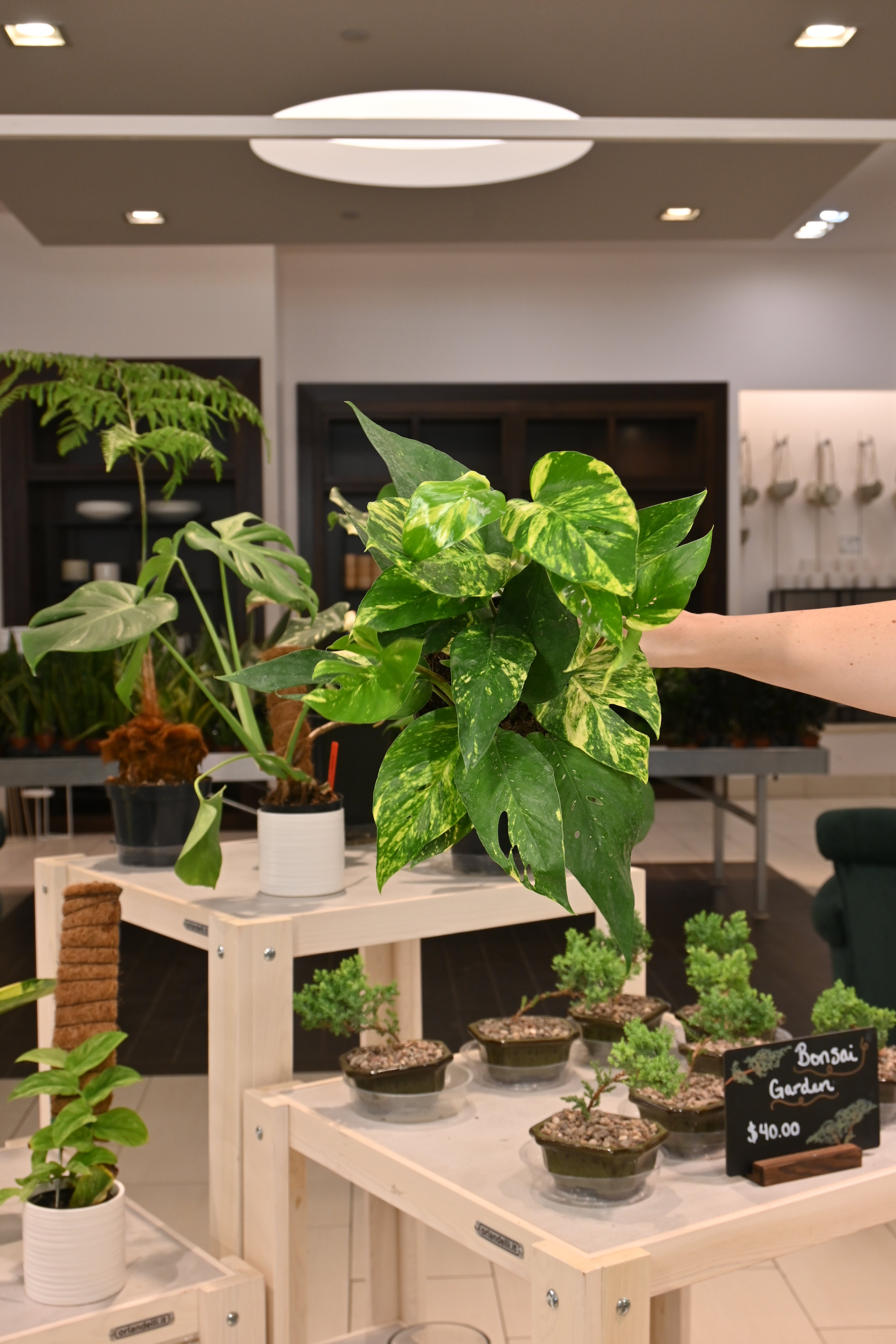 Epipremnum Golden Flame