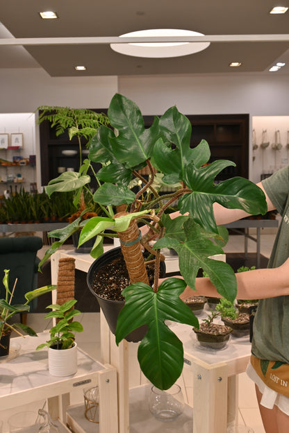 Philodendron Squamiferum