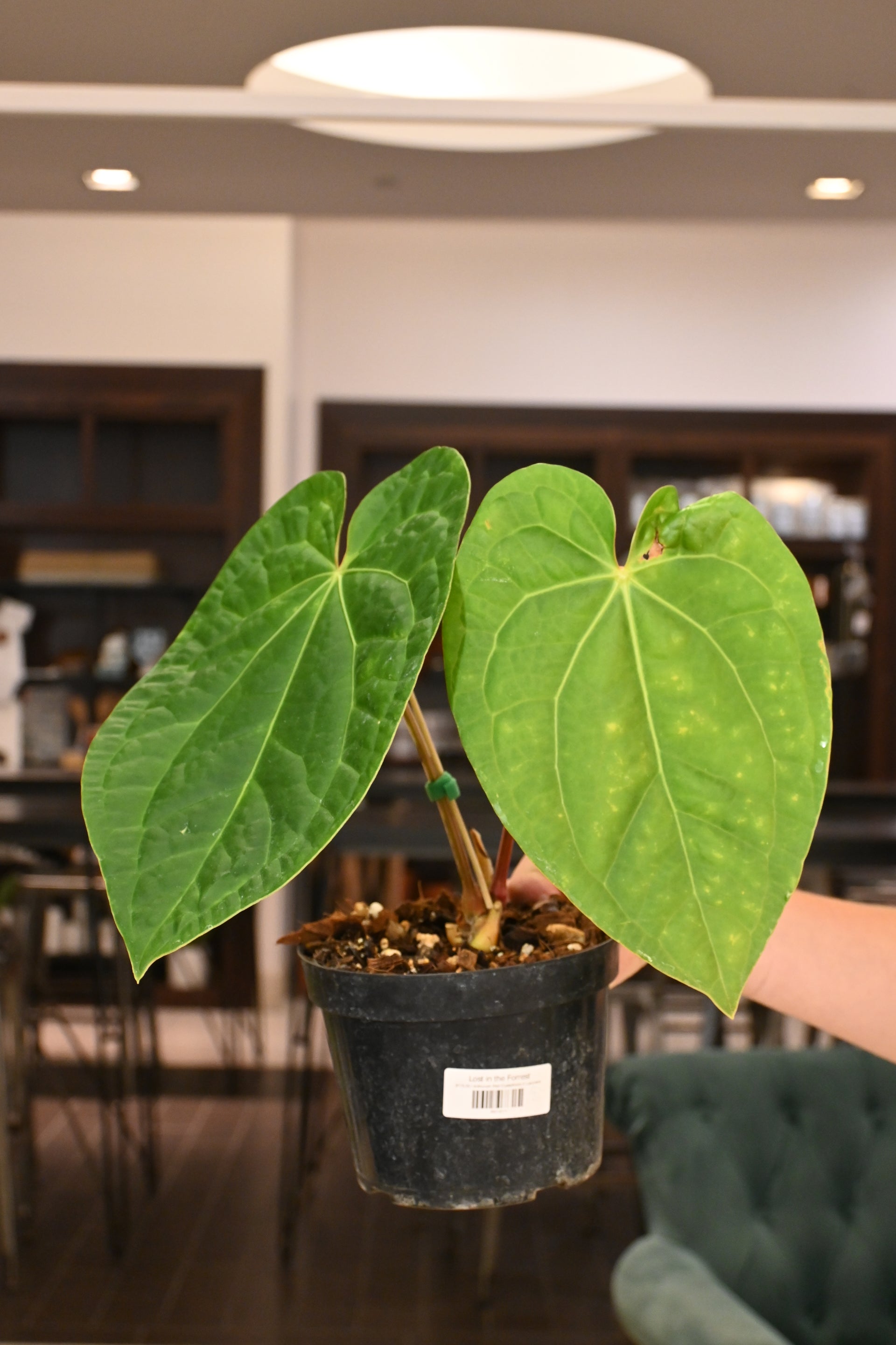 anthurium crystallinum x luxurians Anthurium Red Crystallinum X Luxurians – Lost in the Forrest