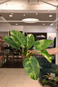 Philodendron Green Congo Variegated