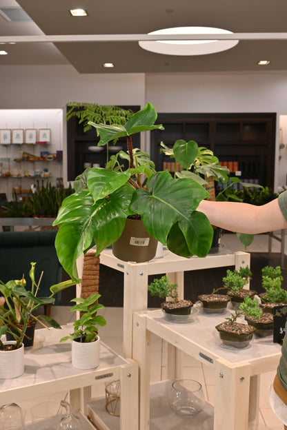 Philodendron Squamiferum