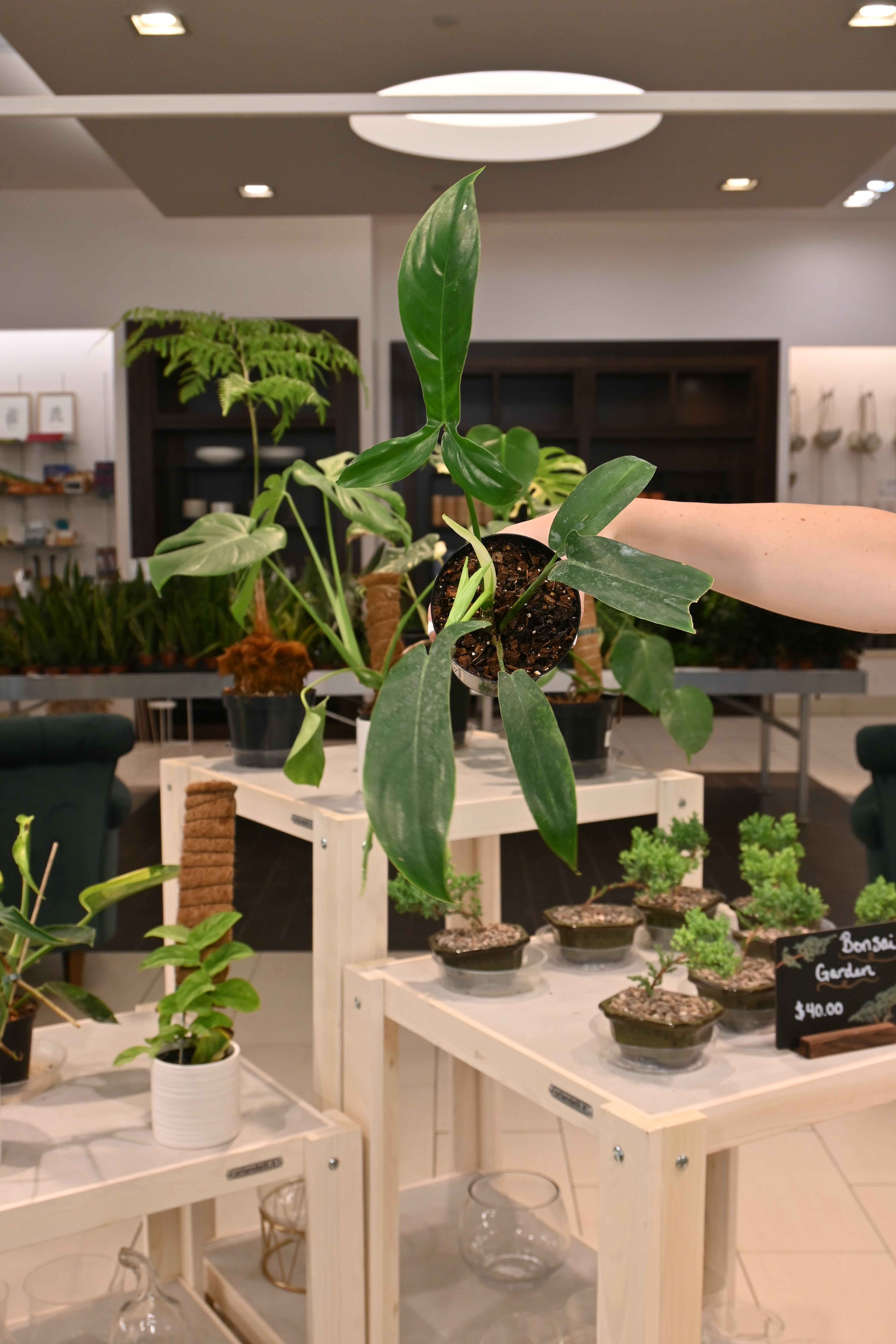 Philodendron 69686