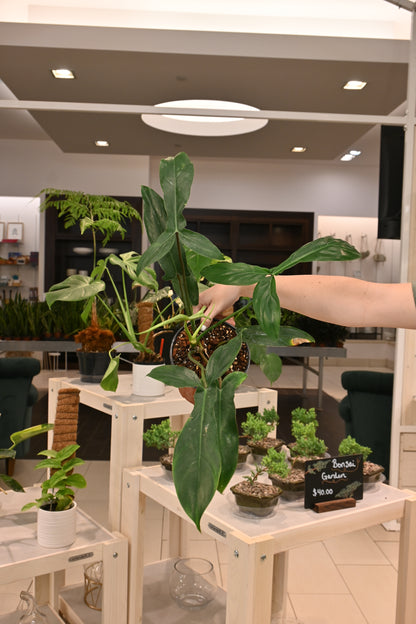Philodendron 69686