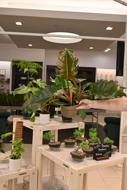 pluto philodendron Philodendron Pluto – Lost in the Forrest