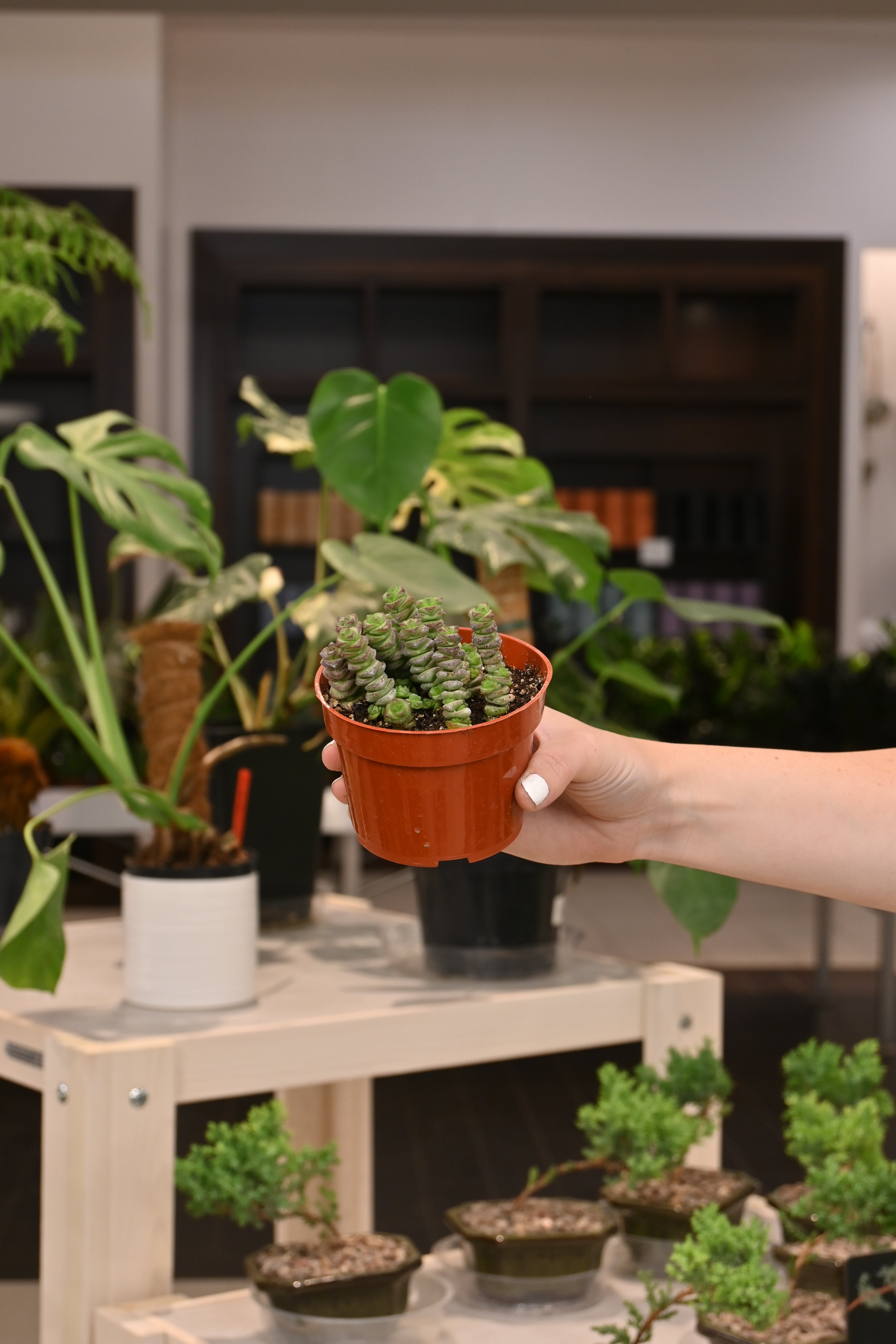 Crassula Baby Necklace