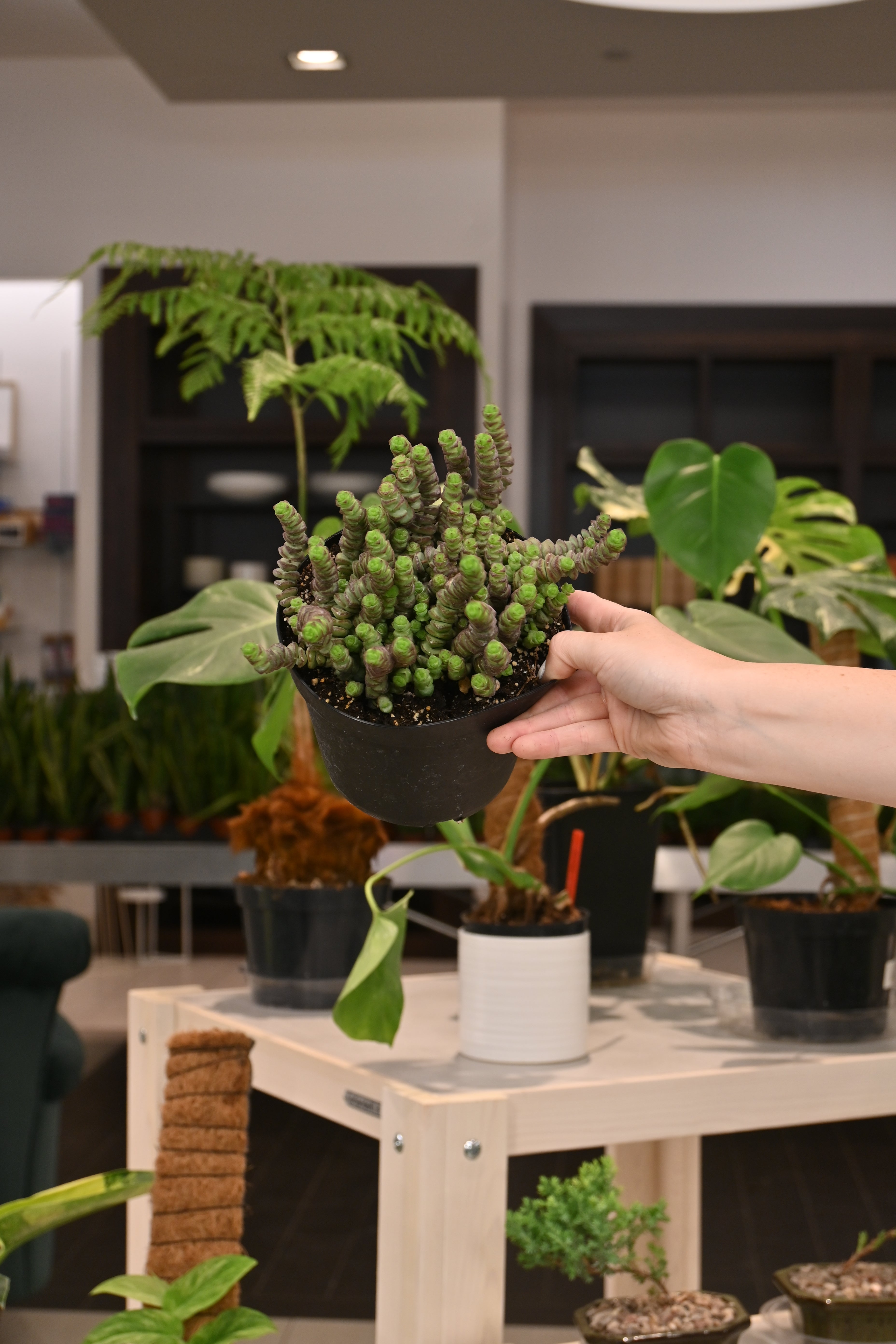 Crassula Baby Necklace