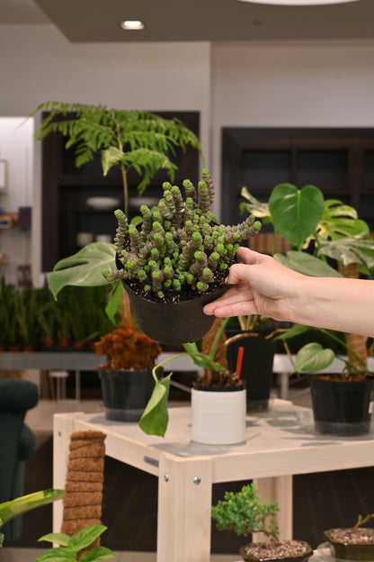 Crassula Baby Necklace