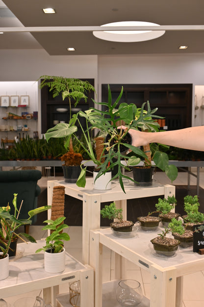 Philodendron Tortum