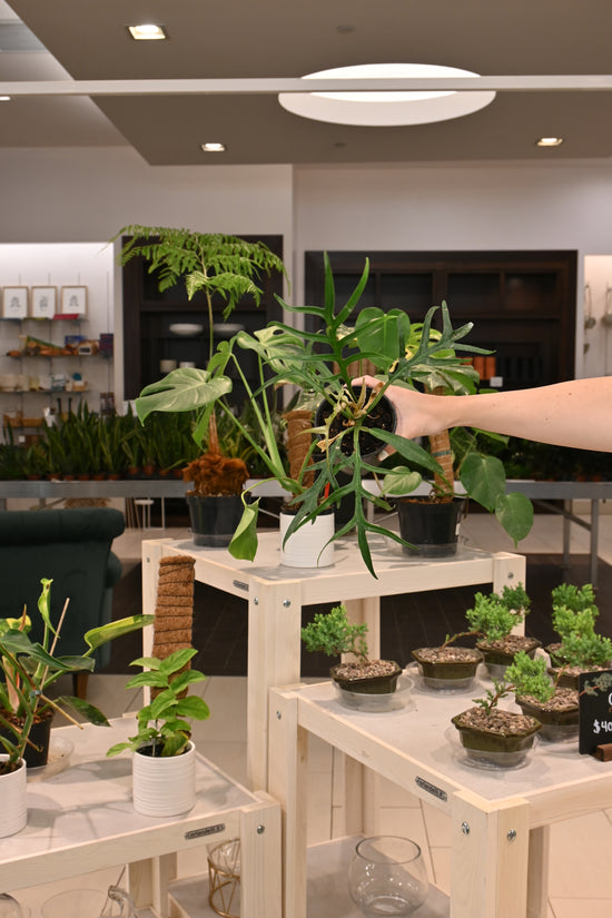 Philodendron Tortum
