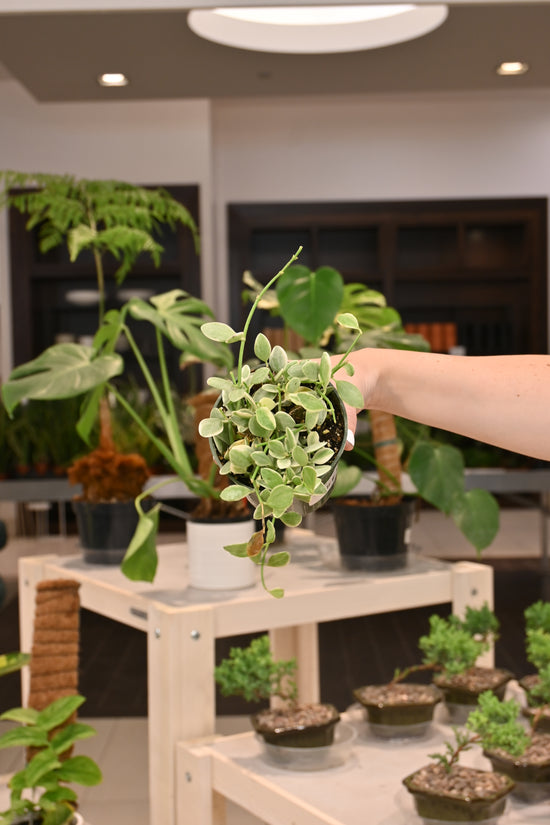 Dischidia Oiantha Variegated