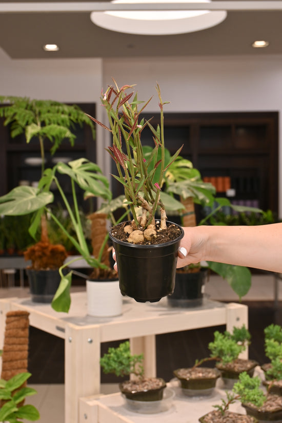 Euphorbia Red Monademium