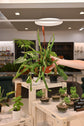 Rhipsalis Baccifera