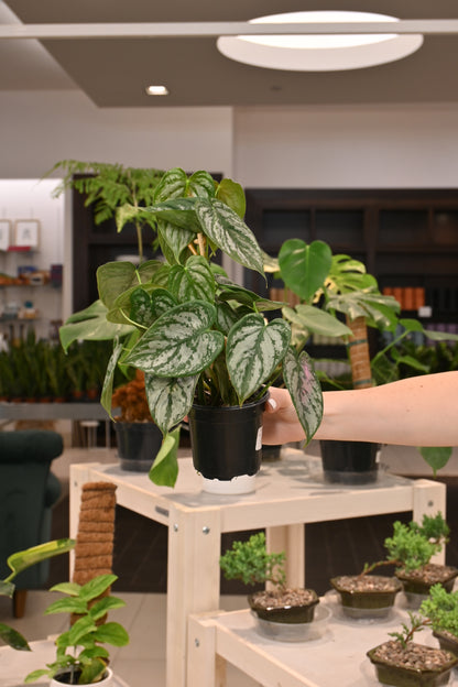 philodendron brandtianum soil Philodendron Brandtianum – Lost in the Forrest