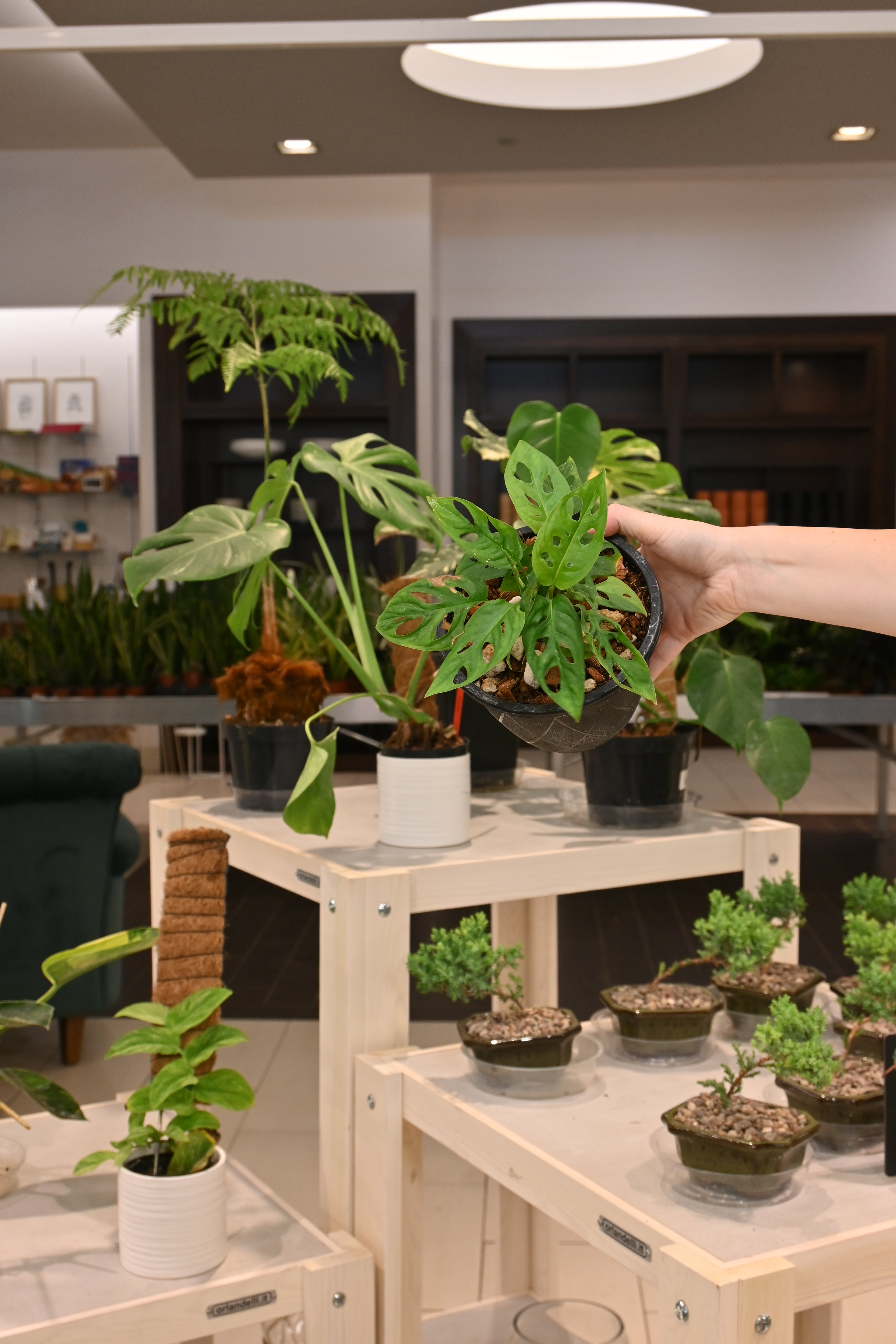 Monstera Adansonii (Reverted)