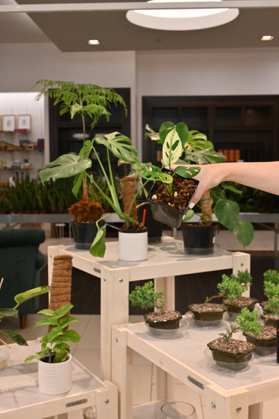 Monstera Adansonii Variegated