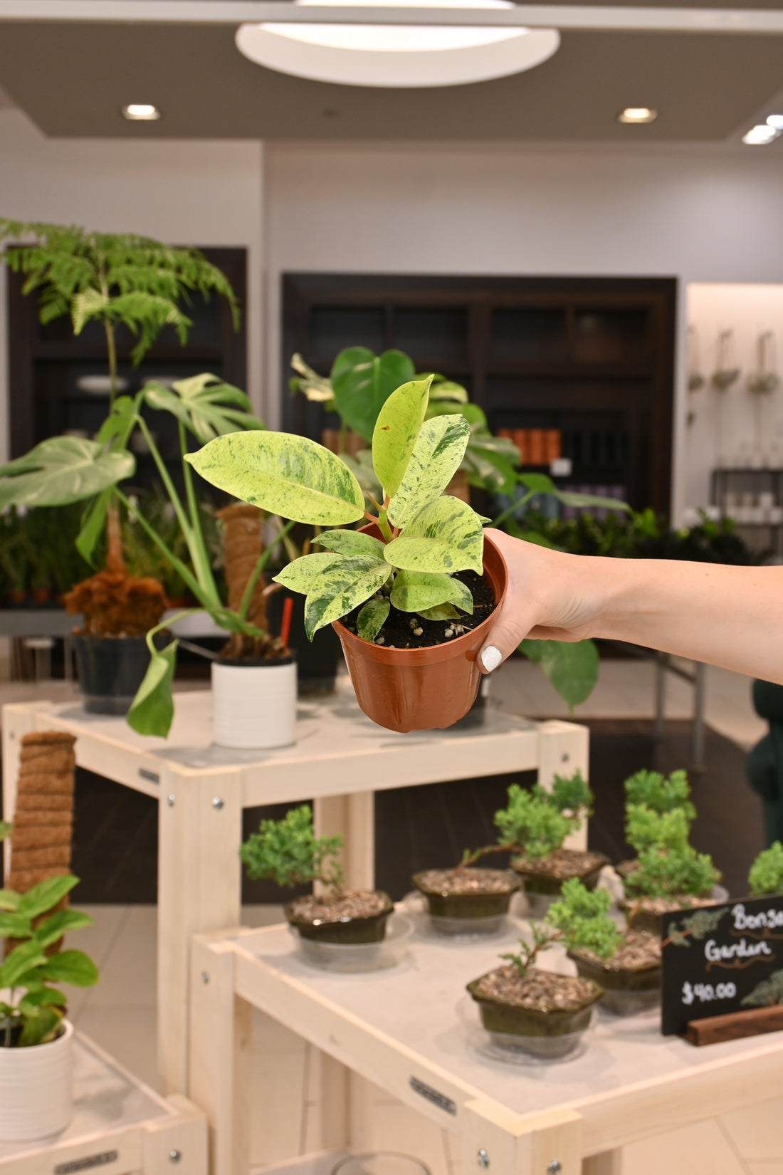 Ficus Shivereana