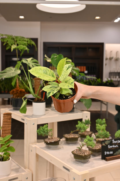 Ficus Shivereana