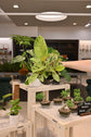 Ficus Shivereana