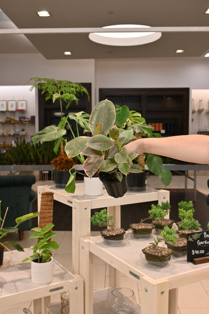 Ficus Ruby