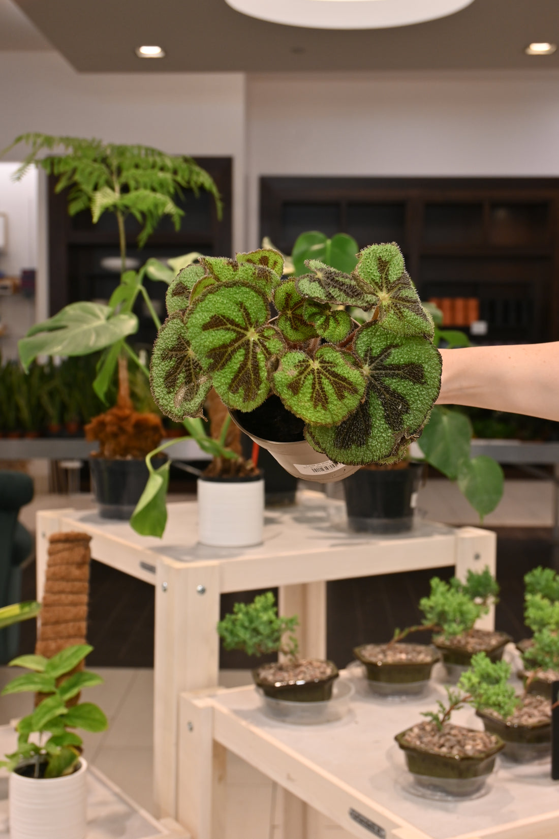Begonia Masoniana