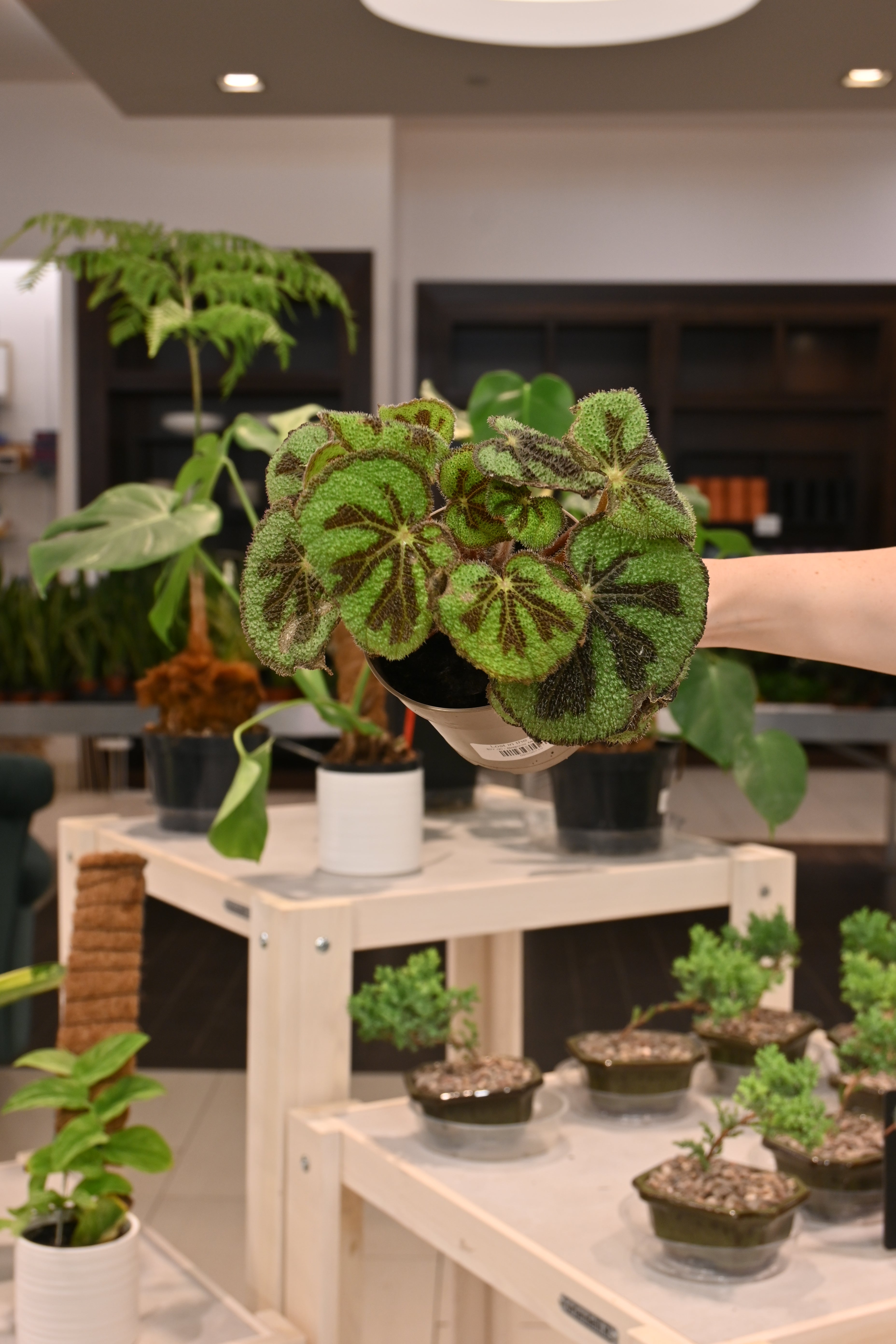 Begonia Masoniana