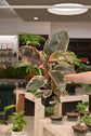 Ficus Ruby