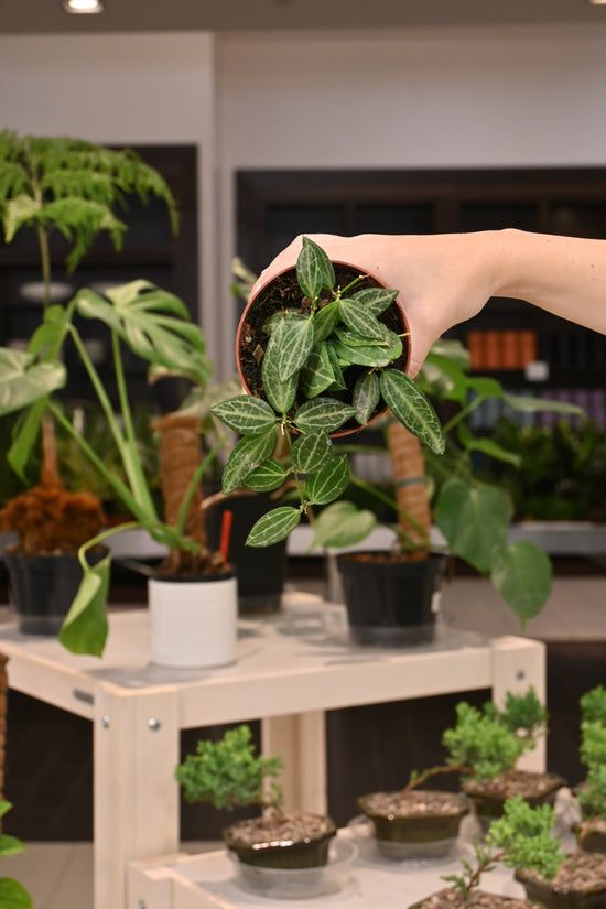 Dischidia Watermelon