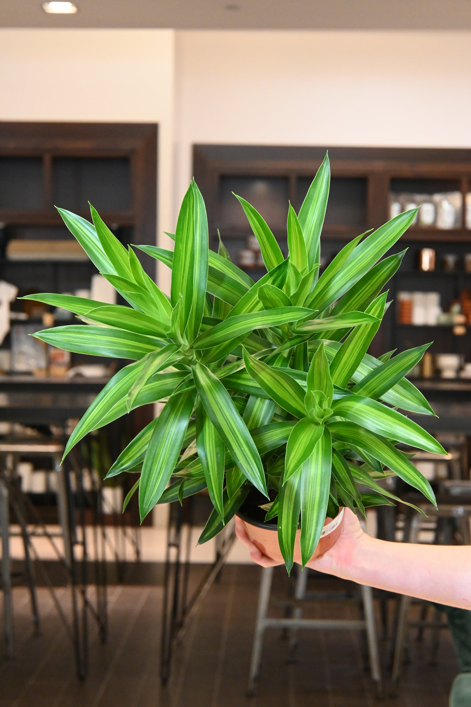 dracaena reflexa for sale Dracaena Reflexa – Lost in the Forrest