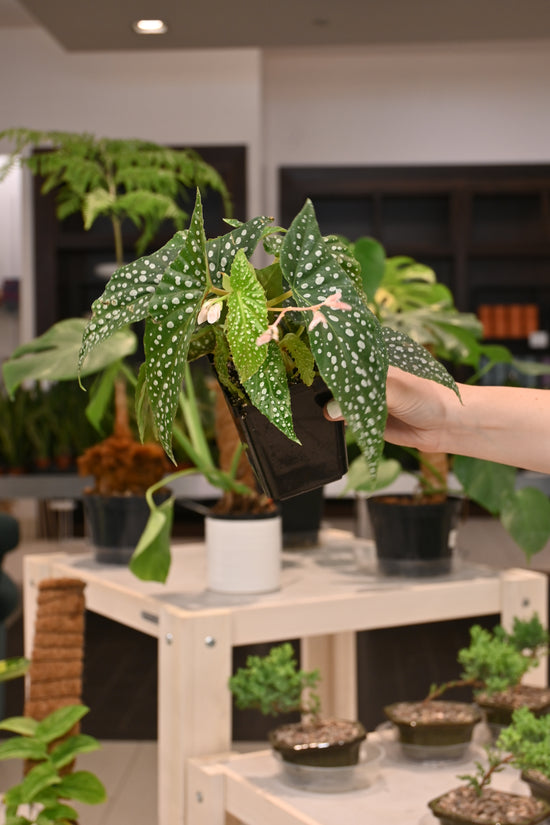 Begonia Double Dot