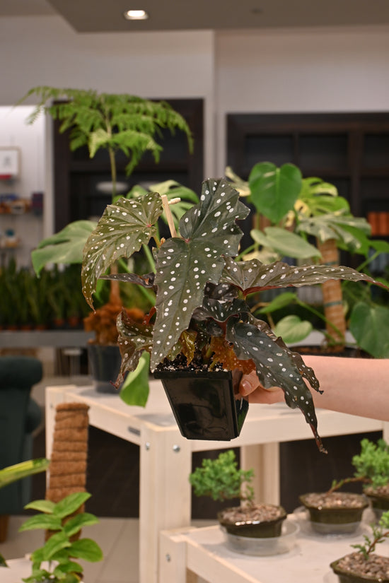 Begonia Black Forest