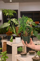 Alocasia Jacklyn