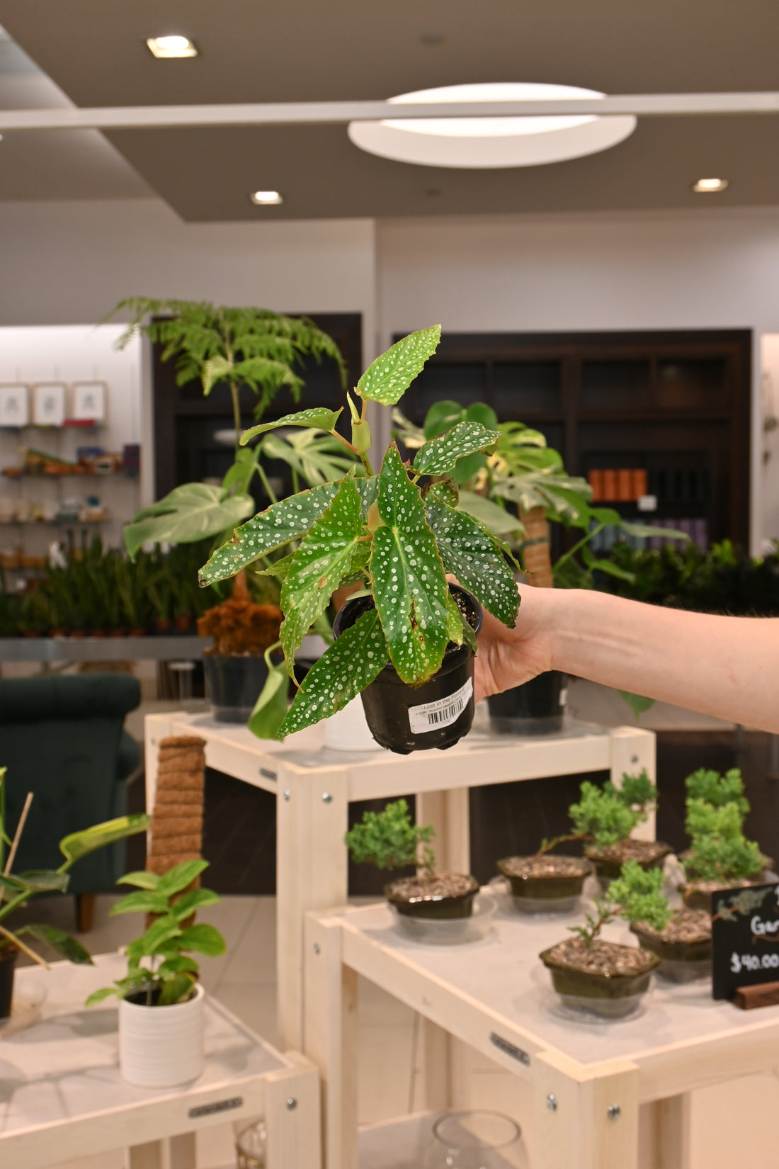 Begonia Maculata Silver Spot