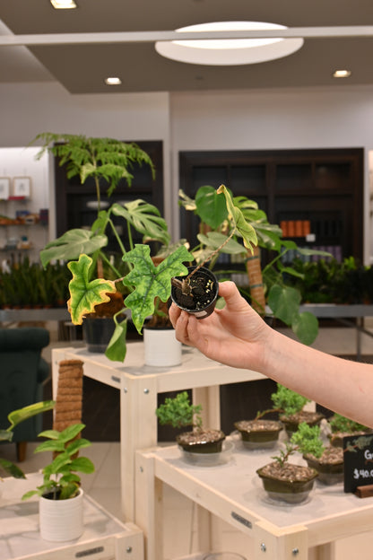 Alocasia Jacklyn
