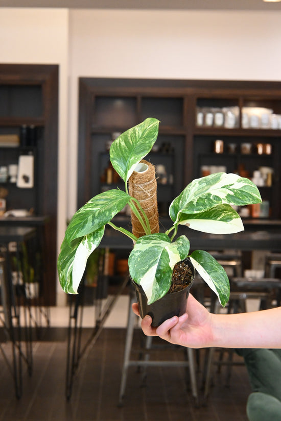 Monstera Lechleriana Variegated