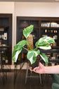 Monstera Lechleriana Variegated