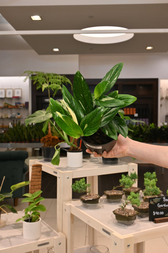 Monstera Standleyana Albo