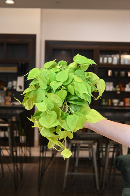 Philodendron Lemon Lime