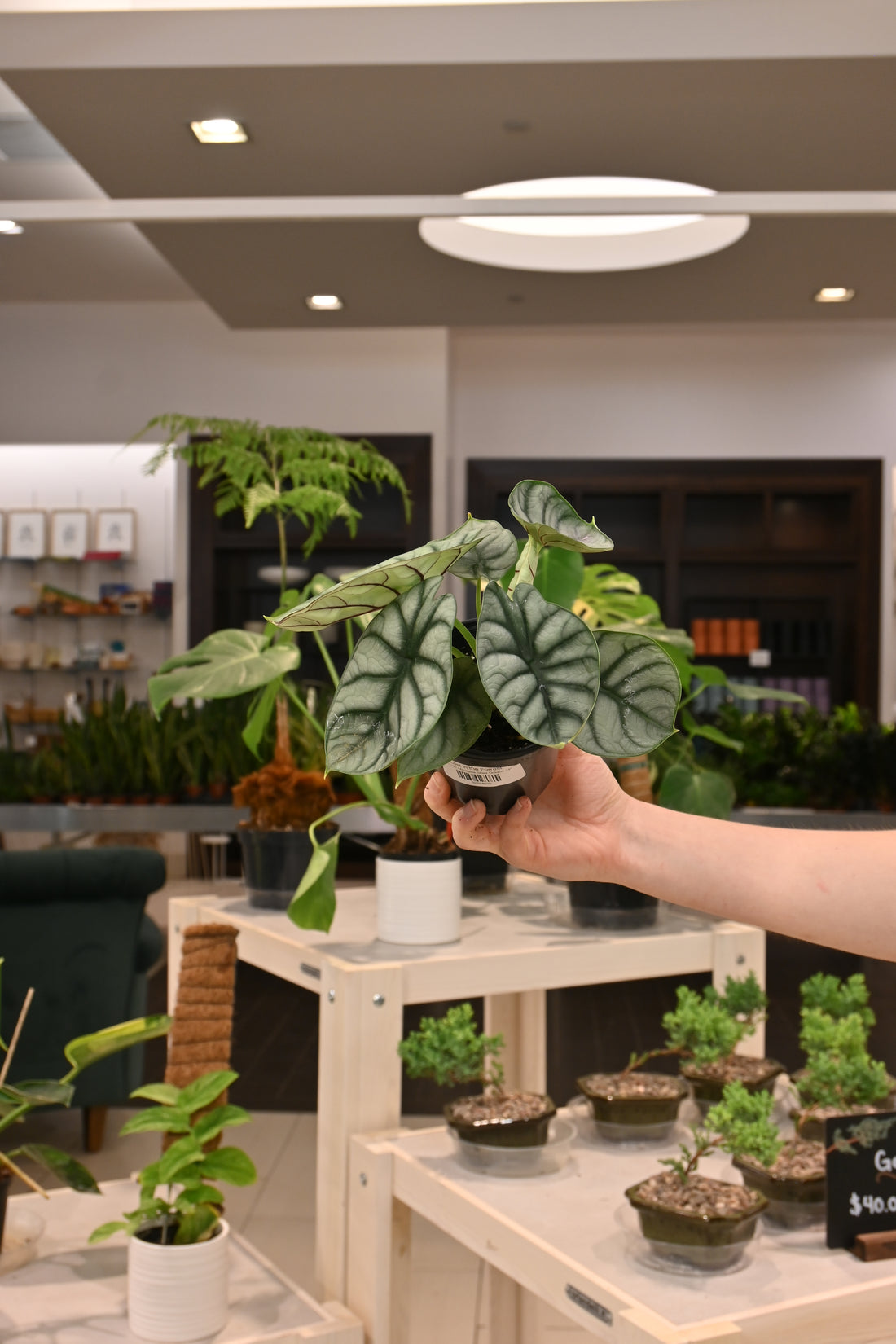 Alocasia Silver Dragon