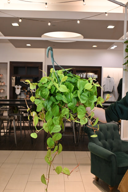 Philodendron Lemon Lime