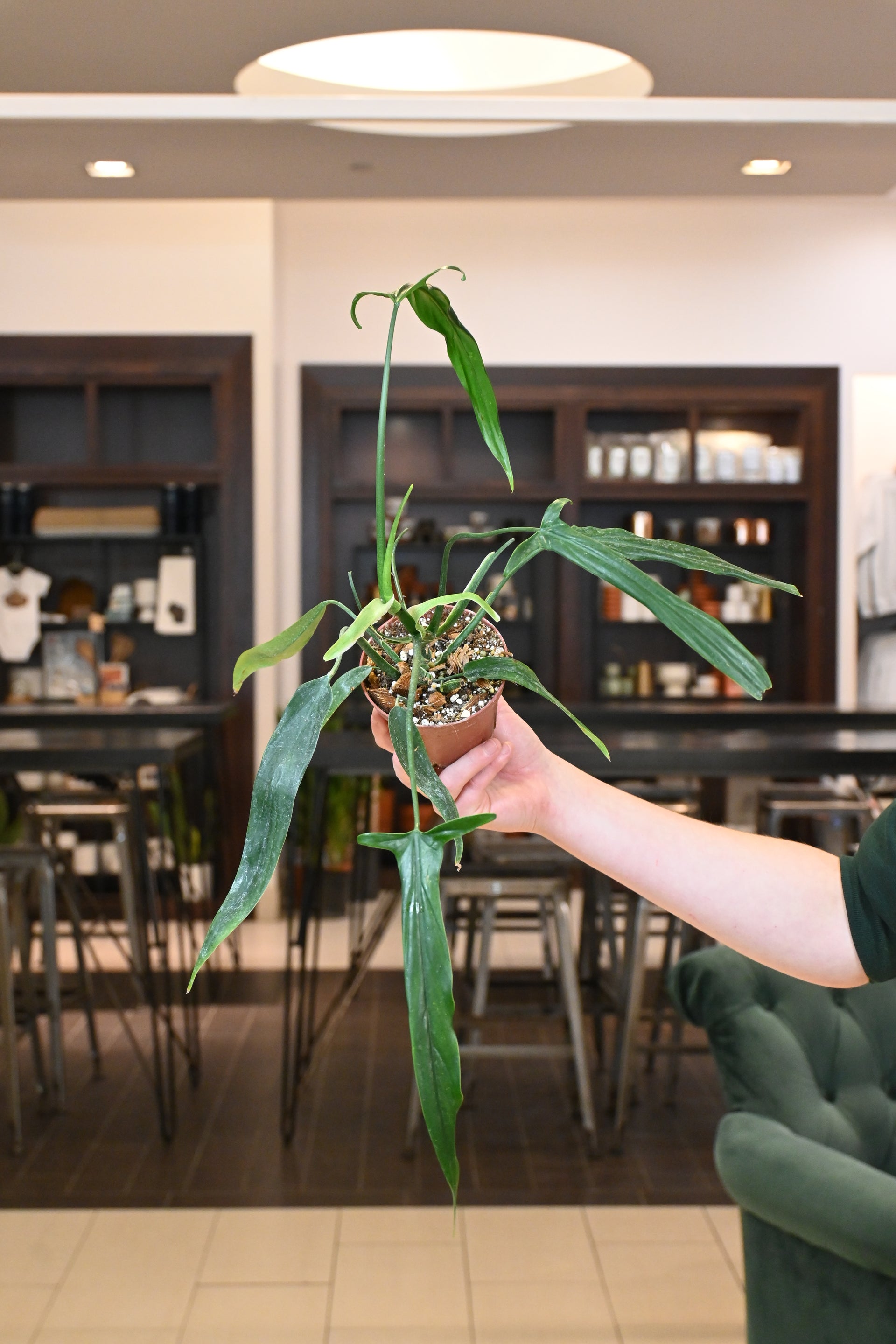 philodendron holtonianum variegated Philodendron Holtonianum – Lost in the Forrest
