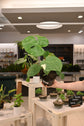 Monstera Thai Constellation