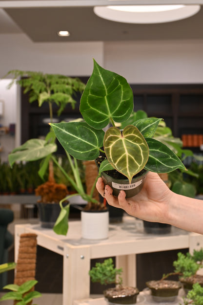 Anthurium Crystallinum