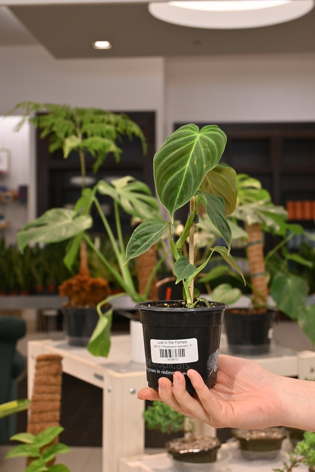 Philodendron Splendid