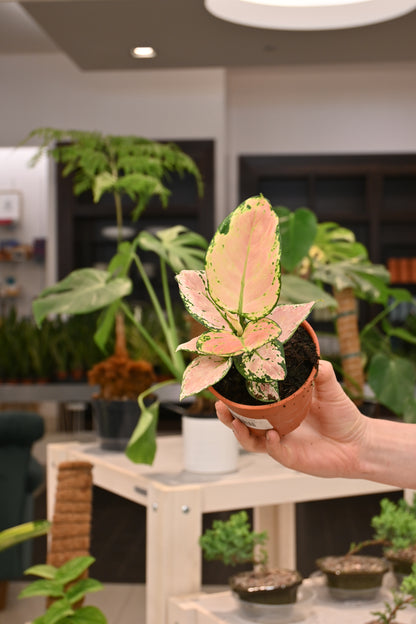 aglaonema the sill Aglaonema Geely Red – Lost in the Forrest