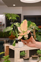 Aglaonema Geely Red