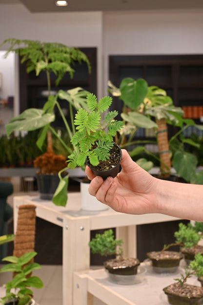 Sensitive Plant