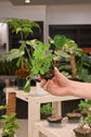 Sensitive Plant